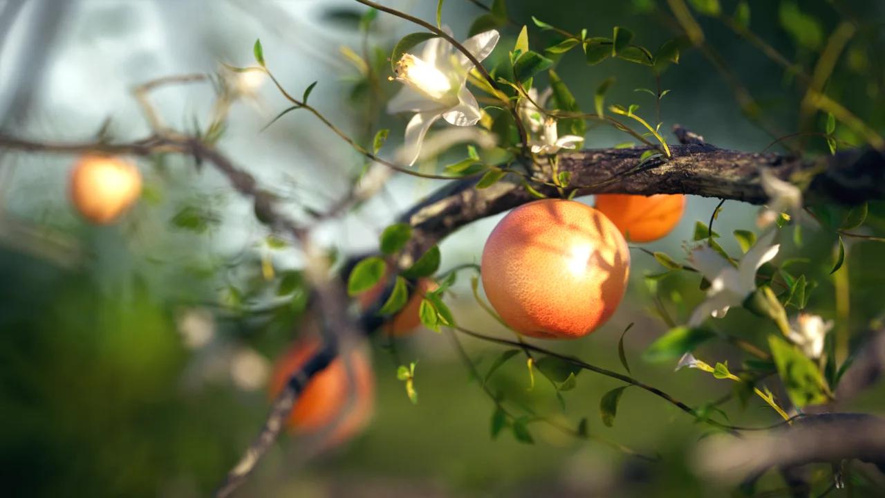 Orange grove — blossom
