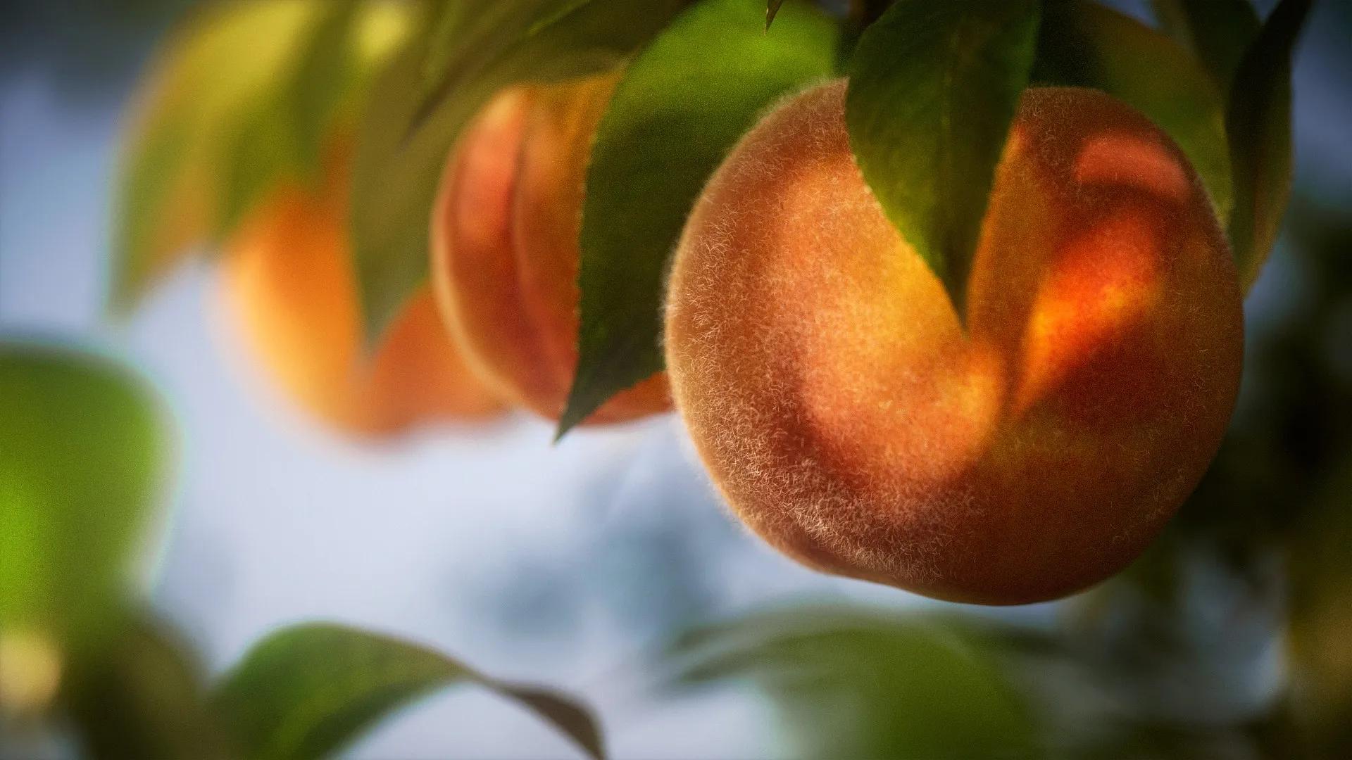 Peach — fuzz macro