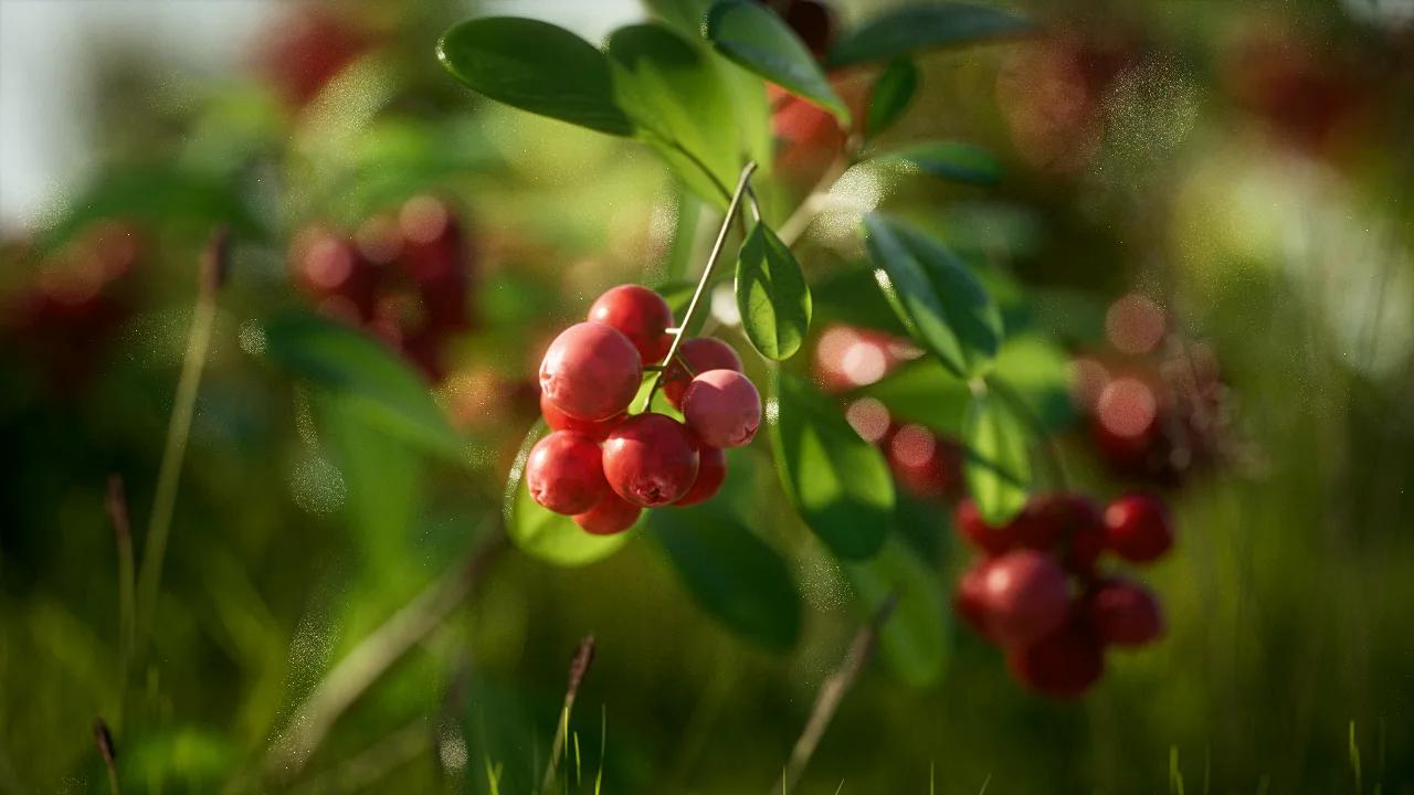 Cranberry cluster — dew