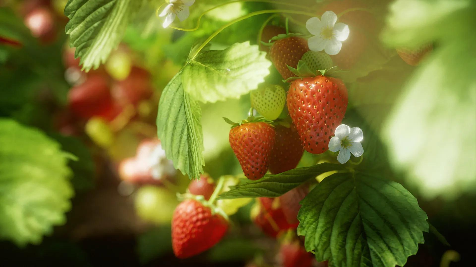 Strawberry field — bloom